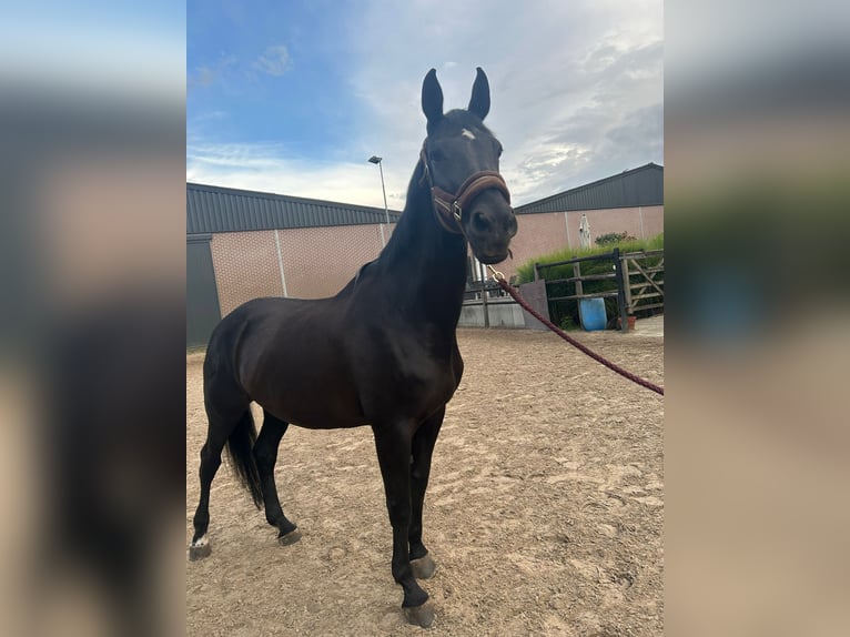 Belgian Warmblood Mare 20 years 16,1 hh Black in Werchter