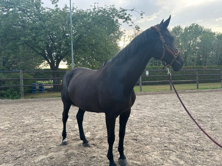 Belgian Warmblood Mare 20 years 16,1 hh Black in Werchter