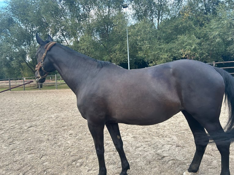 Belgian Warmblood Mare 20 years 16,1 hh Black in Werchter