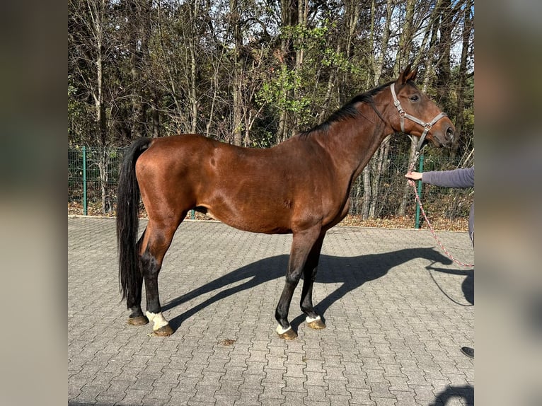 Belgian Warmblood Mare 20 years 16,1 hh Brown in Verl