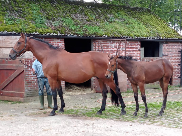 Belgian Warmblood Mare 21 years 16,2 hh Bay in Wuustwezel