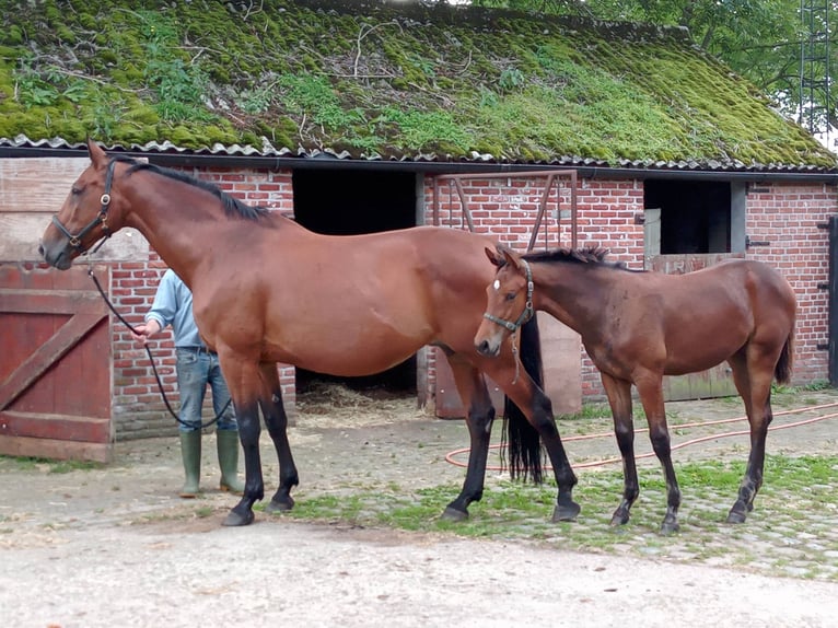 Belgian Warmblood Mare 21 years 16,2 hh Bay in Wuustwezel