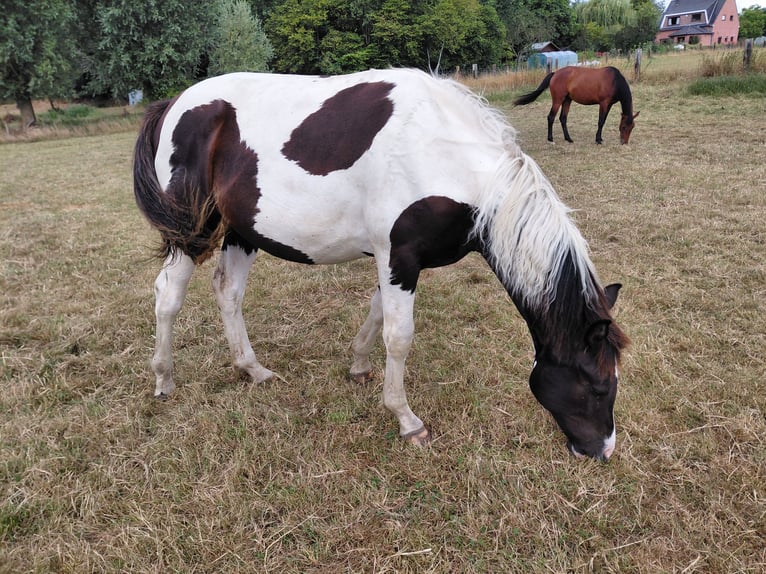 Belgian Warmblood Mare 21 years 16.2 hh Black in Ieper