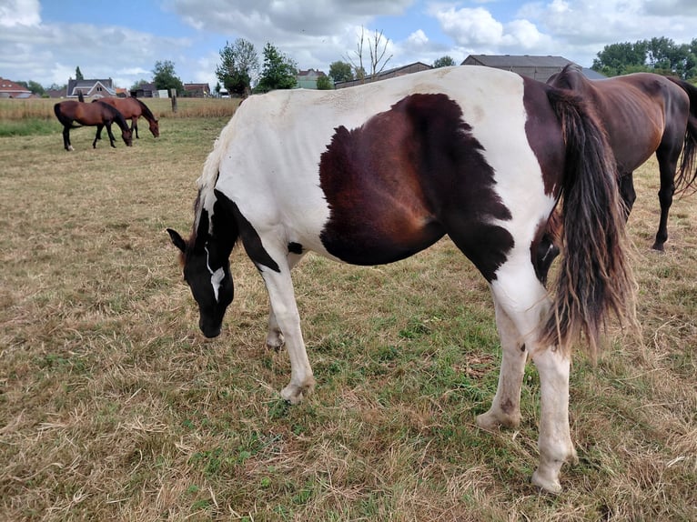 Belgian Warmblood Mare 21 years 16.2 hh Black in Ieper