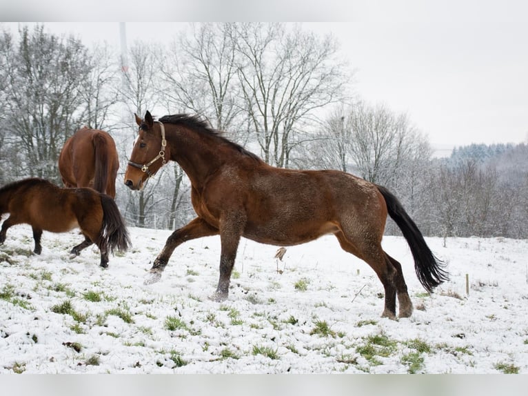 Belgian Warmblood Mare 22 years 16,2 hh Bay-Dark in Löllbach