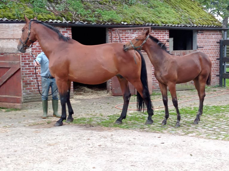 Belgian Warmblood Mare 22 years 16,2 hh Bay in Wuustwezel