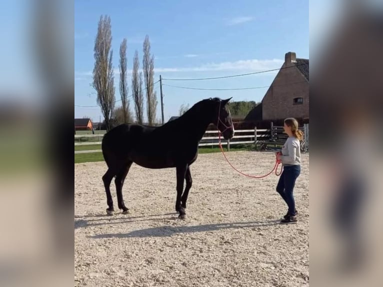 Belgian Warmblood Mare 22 years 16,3 hh Black in Wuustwezel
