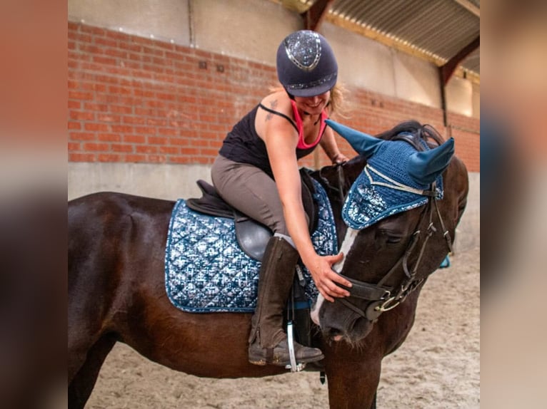 Belgian Warmblood Mare 22 years 16,3 hh Black in Wuustwezel