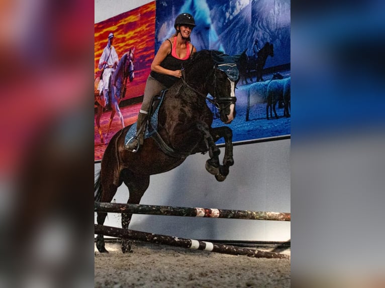 Belgian Warmblood Mare 22 years 16,3 hh Black in Wuustwezel