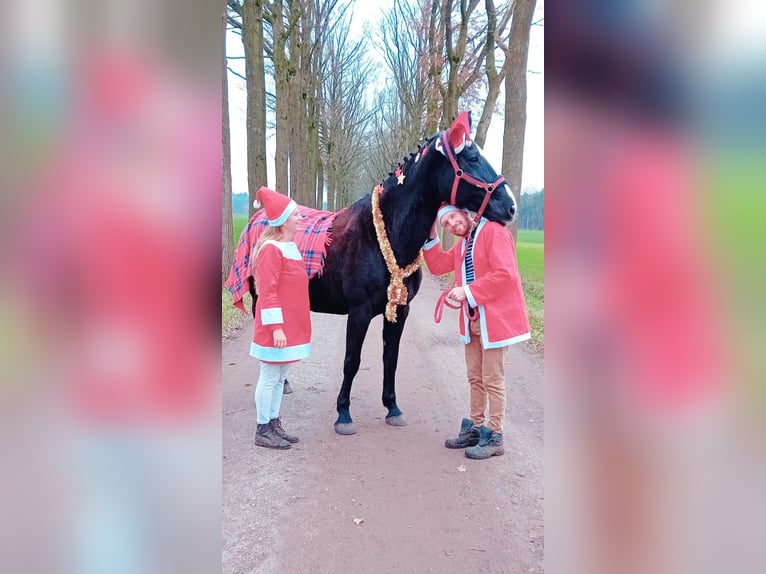 Belgian Warmblood Mare 22 years 16,3 hh Black in Wuustwezel