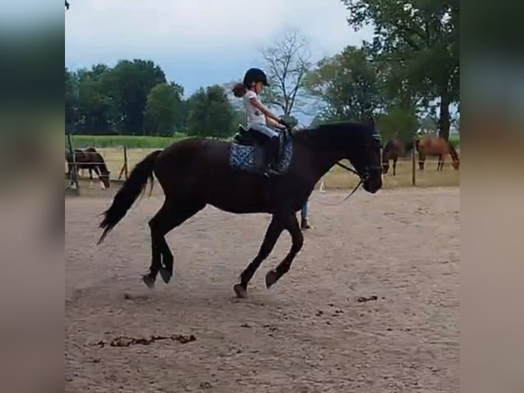 Belgian Warmblood Mare 22 years 16,3 hh Black in Wuustwezel