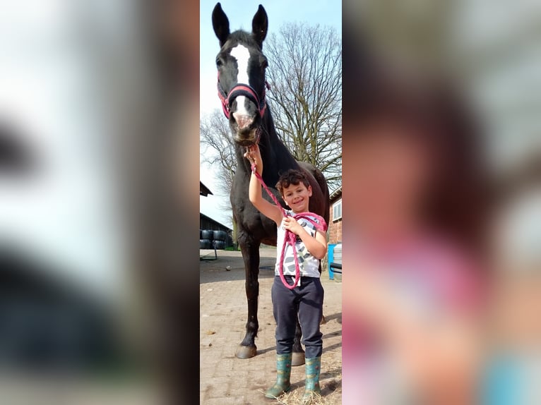 Belgian Warmblood Mare 22 years 16,3 hh Black in Wuustwezel
