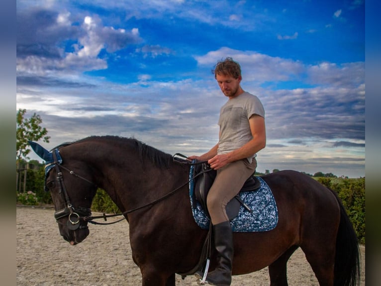 Belgian Warmblood Mare 22 years 16,3 hh Black in Wuustwezel