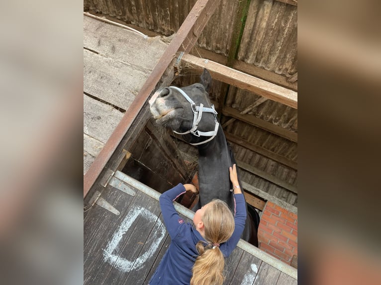 Belgian Warmblood Mare 22 years 16,3 hh Black in Wuustwezel