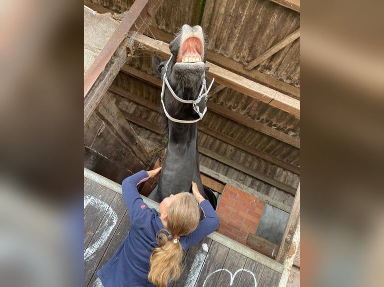 Belgian Warmblood Mare 22 years 16,3 hh Black in Wuustwezel