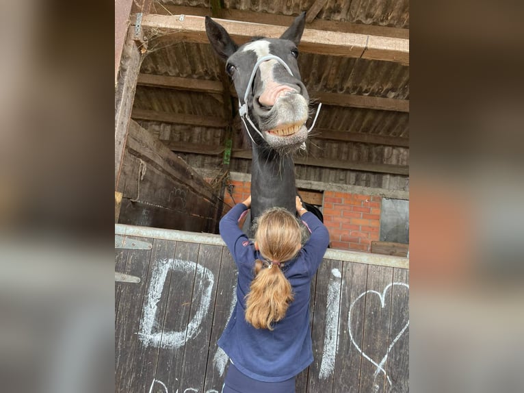 Belgian Warmblood Mare 22 years 16,3 hh Black in Wuustwezel