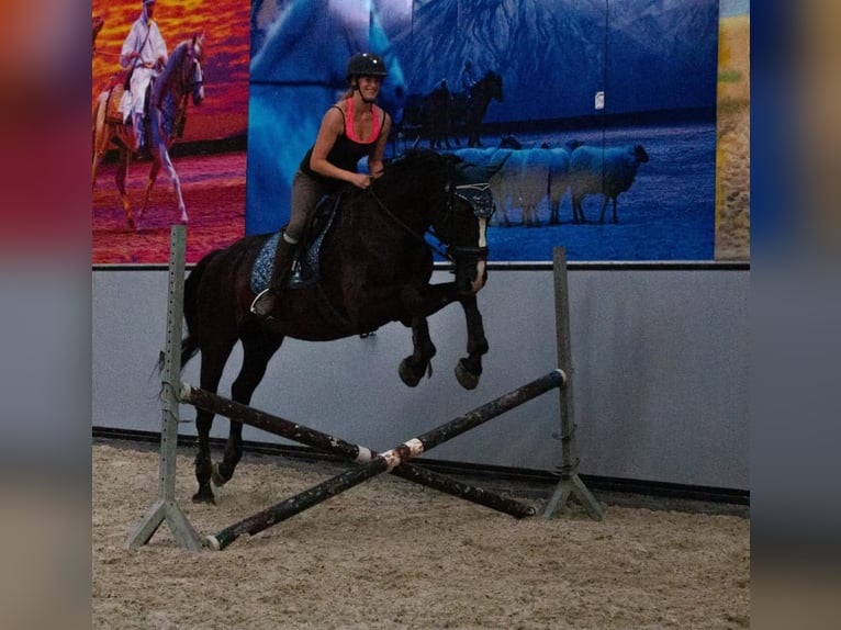 Belgian Warmblood Mare 22 years 16,3 hh Black in Wuustwezel