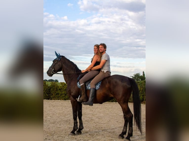 Belgian Warmblood Mare 22 years 16,3 hh Black in Wuustwezel