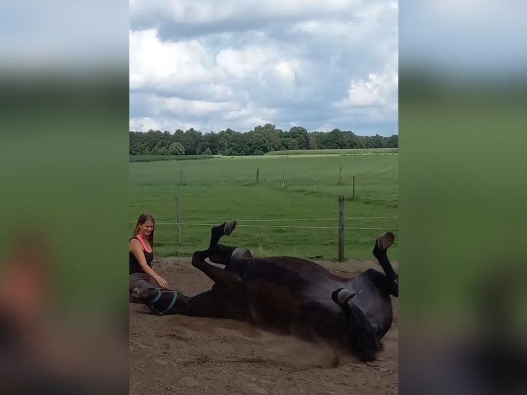 Belgian Warmblood Mare 22 years 16,3 hh Black in Wuustwezel