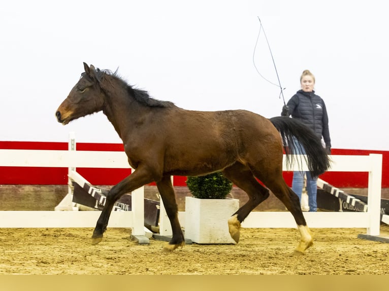 Belgian Warmblood Mare 2 years 13,1 hh Brown in Waddinxveen