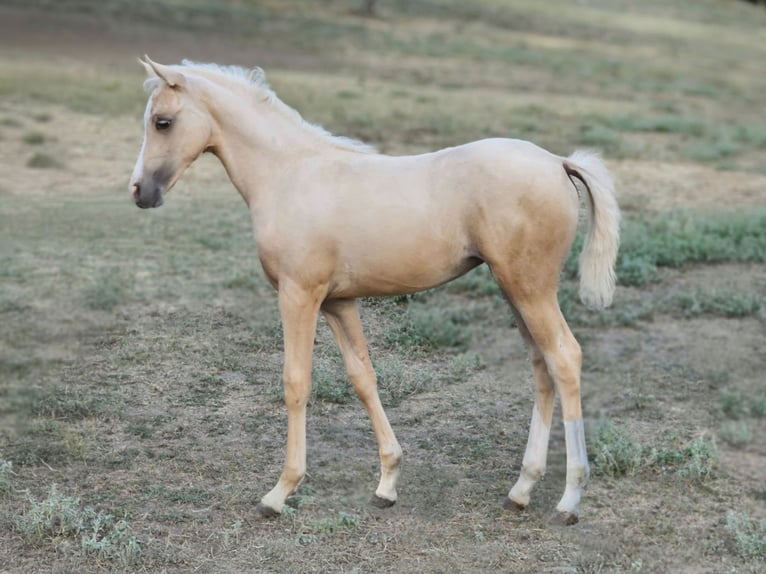 Belgian Warmblood Mare 2 years 13.1 hh Palomino in Visz