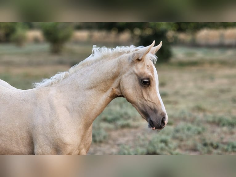 Belgian Warmblood Mare 2 years 13.1 hh Palomino in Visz