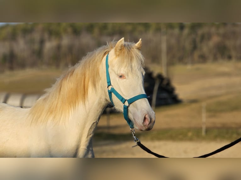 Belgian Warmblood Mare 2 years 13,3 hh in Visz