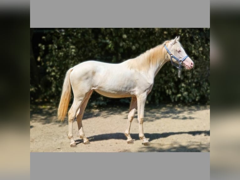 Belgian Warmblood Mare 2 years 13,3 hh in Visz