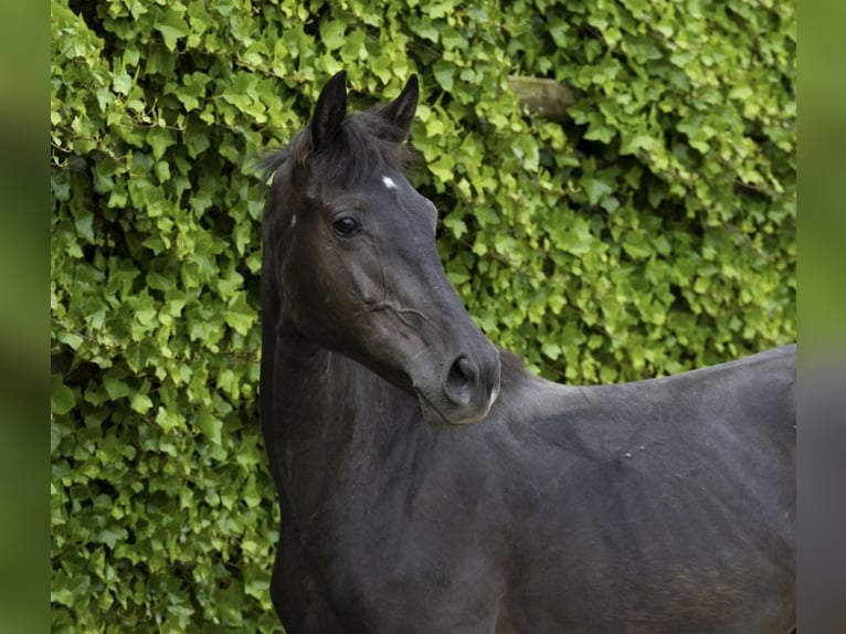 Belgian Warmblood Mare 2 years 14,2 hh Black in Einbeck