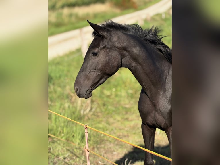 Belgian Warmblood Mare 2 years 14,2 hh Black in Einbeck