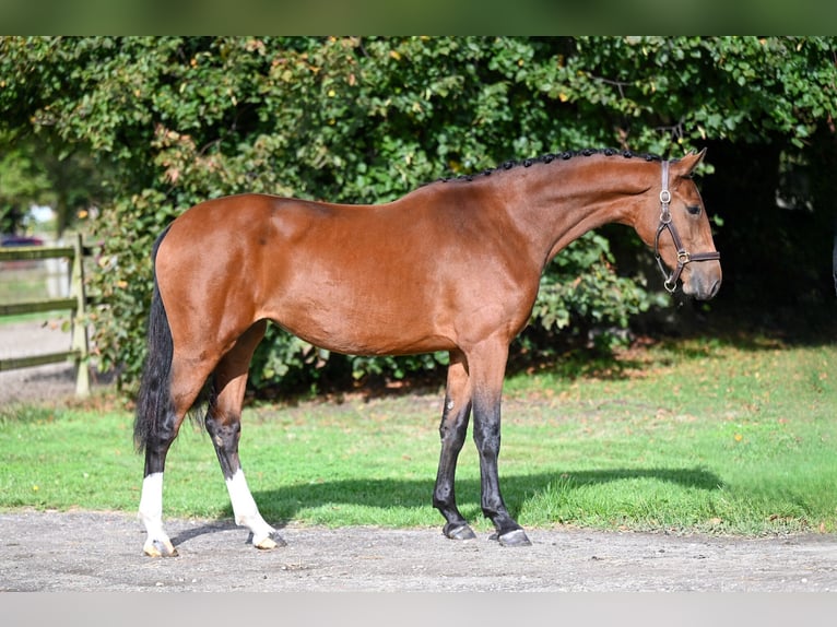 Belgian Warmblood Mare 2 years 15,3 hh Brown in GROTE-BROGEL