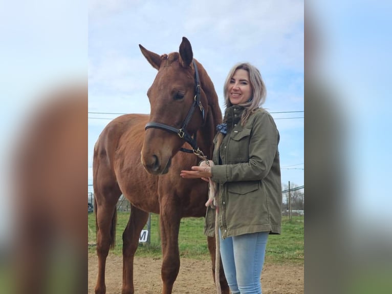 Belgian Warmblood Mare 2 years 16,1 hh Chestnut in Rillaar