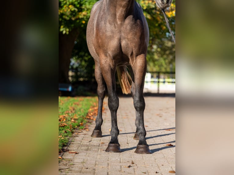 Belgian Warmblood Mare 2 years 16.1 hh Grey in Kaulille