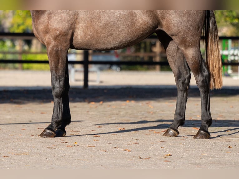 Belgian Warmblood Mare 2 years 16.1 hh Grey in Kaulille
