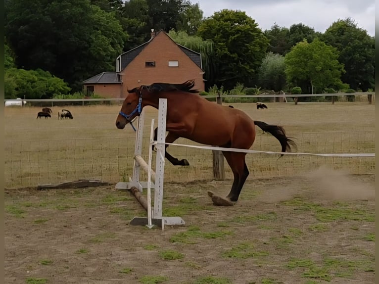 Belgian Warmblood Mare 2 years 16.2 hh Brown in Ieper
