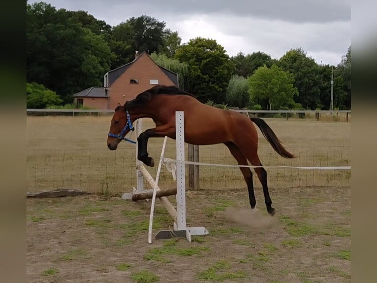 Belgian Warmblood Mare 2 years 16.2 hh Brown in Ieper