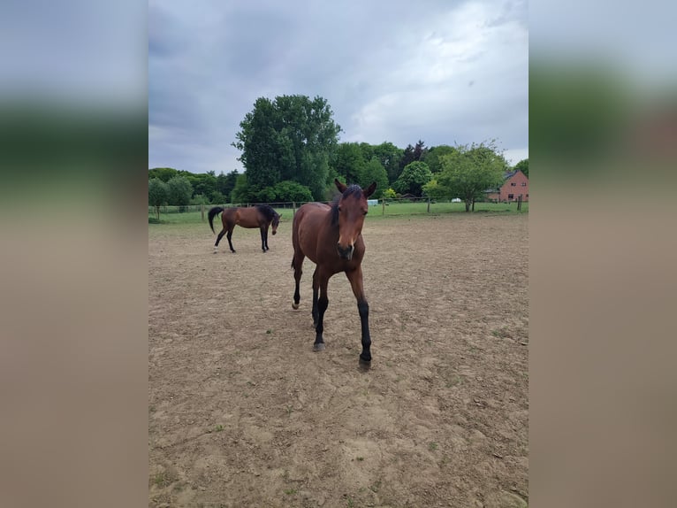 Belgian Warmblood Mare 2 years 16.2 hh Brown in Ieper