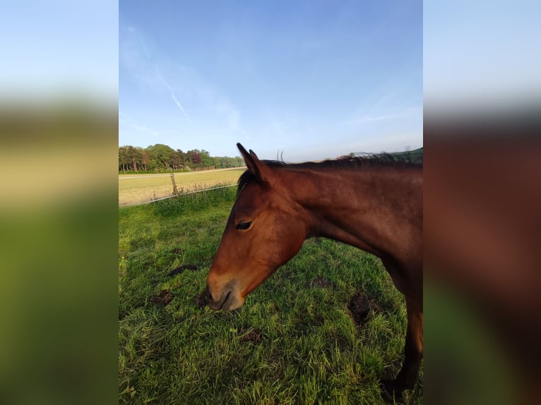 Belgian Warmblood Mare 2 years 16.2 hh Brown in Ieper