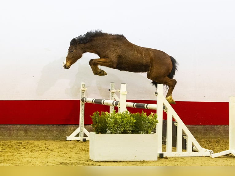 Belgian Warmblood Mare 3 years 13,3 hh Brown in Waddinxveen