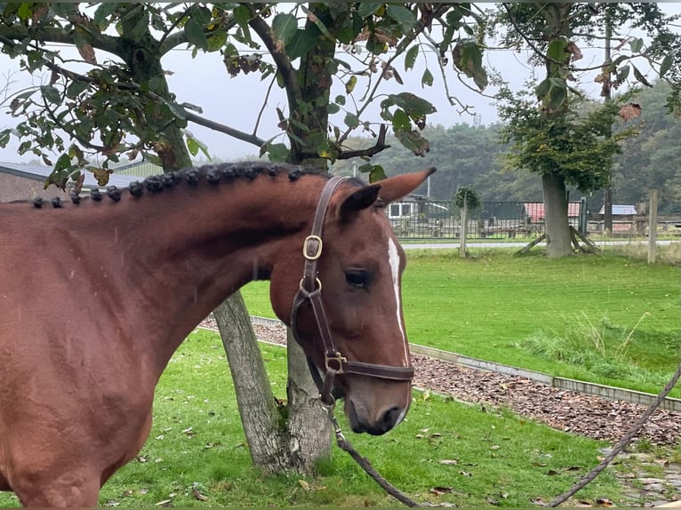 Belgian Warmblood Mare 3 years 14,3 hh Brown in GROTE-BROGEL