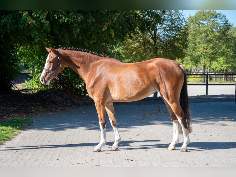 Belgian Warmblood Mare 3 years 15.1 hh Brown in Kaulille