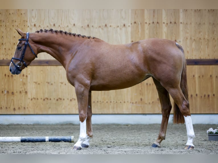 Belgian Warmblood Mare 3 years 15,2 hh Chestnut-Red in Kinrooi