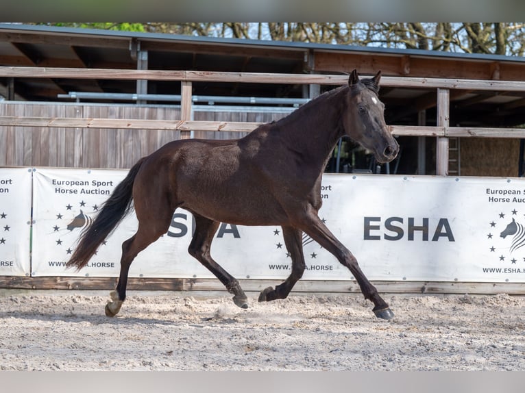 Belgian Warmblood Mare 3 years 15.2 hh  in GROTE-BROGEL