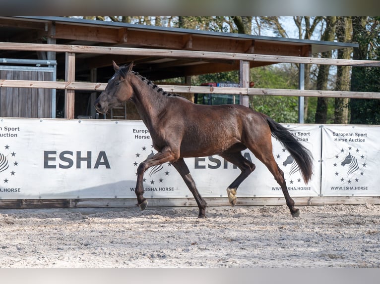 Belgian Warmblood Mare 3 years 15.2 hh  in GROTE-BROGEL