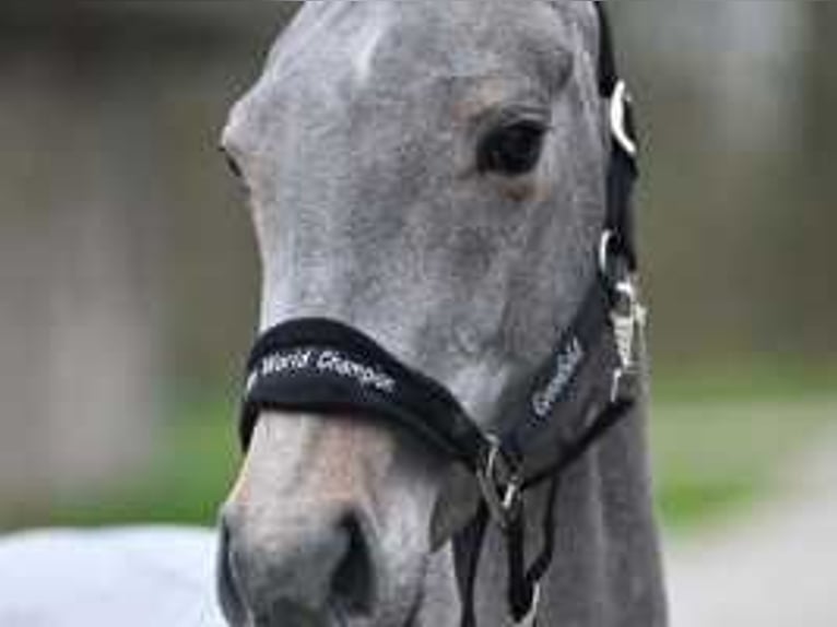 Belgian Warmblood Mare 3 years 15,2 hh White in Sint-Niklaas