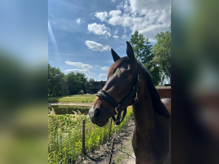 Belgian Warmblood Mare 3 years 15 hh Bay-Dark in Lommel