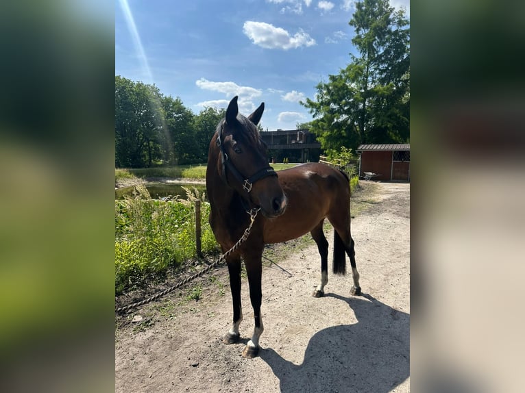 Belgian Warmblood Mare 3 years 15 hh Bay-Dark in Lommel