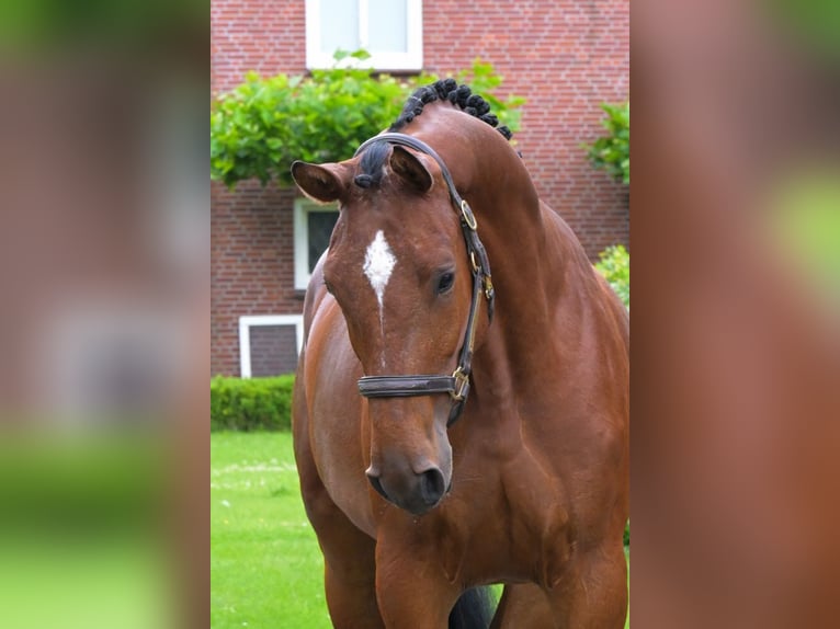 Belgian Warmblood Mare 3 years 16,1 hh Brown in Bladel