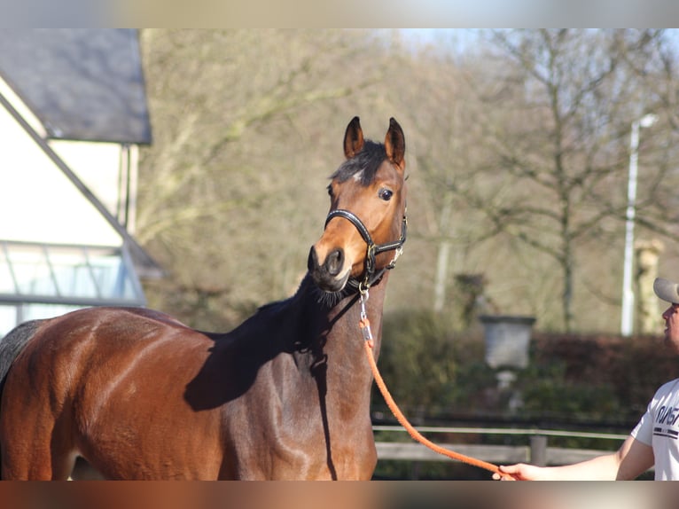 Belgian Warmblood Mare 3 years 16,1 hh Brown in Gestel Berlaar