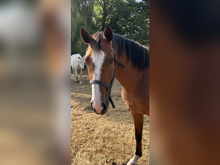 Belgian Warmblood Mare 3 years 16.1 hh Brown in Landegem